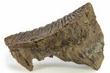 Woolly Mammoth Lower M Molar - North Sea Deposits #272814-1